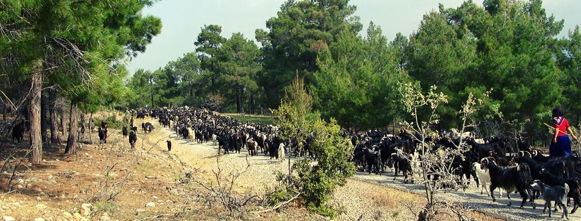 SARIKEÇİLİ YÖRÜKLERİ