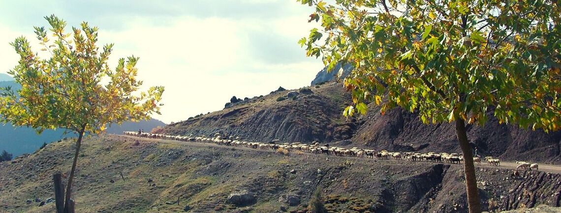 KARAKOYUNLU YÖRÜKLERİ